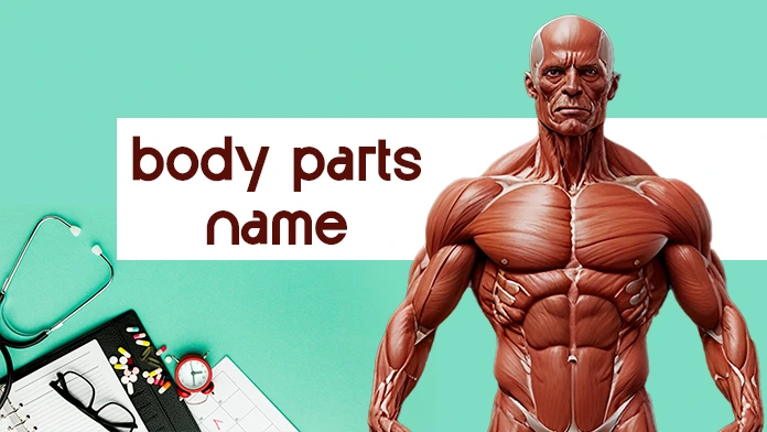 body parts name