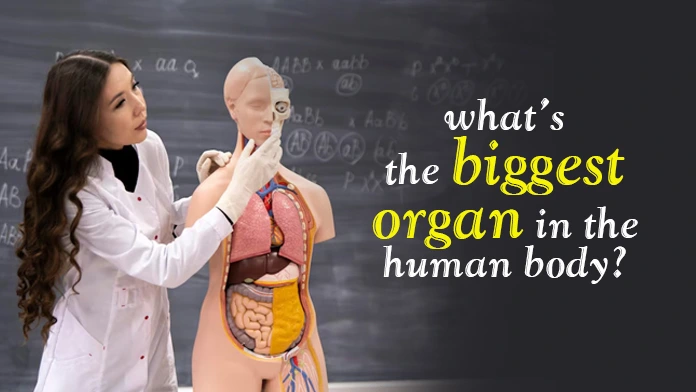 what's the biggest organ in the human body?