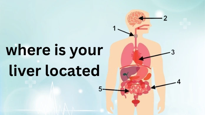 where is your liver located